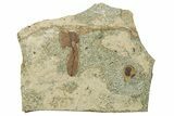 Eocene Fossil Leaves - Green River Formation #257036-1